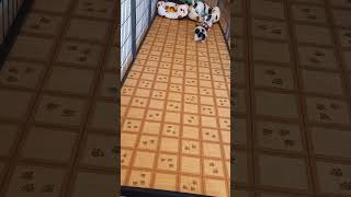 パピヨン子犬２組目