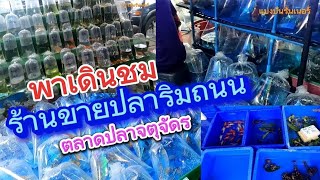 Ep61 พาเดินชมร้านขายปลาสัตว์เลี้ยงและอุปกรณ์ริมถนนตลาดปลาจตุจักร ปลาบรรจุถุงหลากแบบ ปลากัดราคาถูก