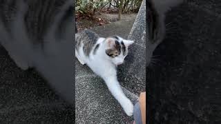 【伏見稲荷】触ろうとする手を猫パンチする子猫パチンコ　Cat punching kitten