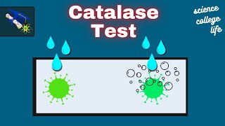 Catalase Test | Microbiology Lab