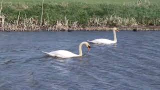 Ik deze zwanen 🦢🦢 zachtjes rijden gefilmd