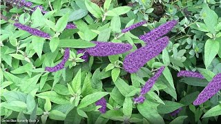 How I Plant Pugster Blue Butterfly Bush (Buddleia) For a Beautiful and Wildlife-Friendly Garden