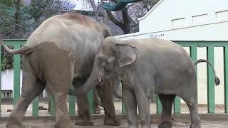 【超びっくり、発情中のゾウのいちゃつき方！】 動物園に行きたくなる動画　in 神戸王子動物園