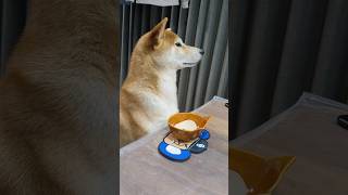 おやつ欲しいアピールが可愛い柴犬#shiba #柴犬のいる暮らし #柴犬