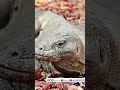 Main Ke Labuan Bajo Lewat Bandara Komodo