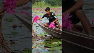 #shapla #WaterLilies #Harvesting #Nature #PinkFlowers #Lotus #WaterLily #BoatLife #Scenic #Aerial