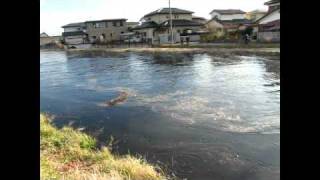 東日本大震災　亘理町の鐙川を駆け上る津波