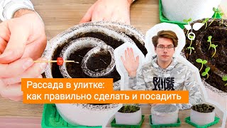 Рассада в улитке: как правильно сделать и посадить