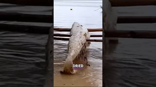 Famous Jamaican Mermaid Tail Washed Up On Beach
