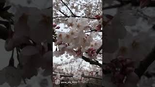 子犬走りが可愛いポメラニアン子犬\u0026洗足池公園の桜  #洗足池 #ポメラニアン #洗足池公園　#ポメラニアン子犬 #pomeranian #ポメラニアンのこっとん　#ぽめちゅーぶ