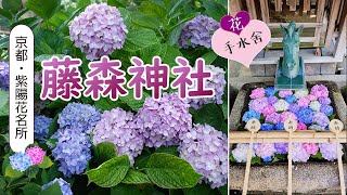 ＜京都旅行＞✿紫陽花名所✿【藤森神社】｜美的不要不要的紫陽花手水舍在這裡