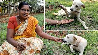 நம்ம வீட்டு ரவுடி பசங்க தொல்ல தாங்க முடியல 🐕🐶 / Dogs Fun at Farm