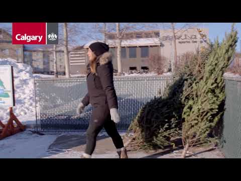 Christmas Tree Recycling Christmas Tree Recycling