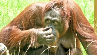 顔を洗って鼻をつまむキキ、ロキと遊ぶ元気なジュリーさん・オランウータン　2023/06/26