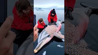 Me and my family helping the dolphin