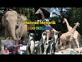 Haiwan Menarik Di Zoo Negara