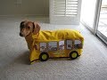 Cute Dogs Wait Kids Going Home on the School bus Amazing Video Dogs With babies