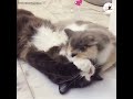 激しい愛にメロメロになっちゃった猫ちゃん 💕🐱【peco tv】