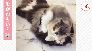 激しい愛にメロメロになっちゃった猫ちゃん 💕🐱【PECO TV】