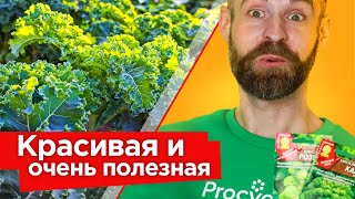 Я В ВОСТОРГЕ ОТ ЭТОЙ КАПУСТЫ! Вот зачем и как правильно выращивать кале и брюссельскую капусту