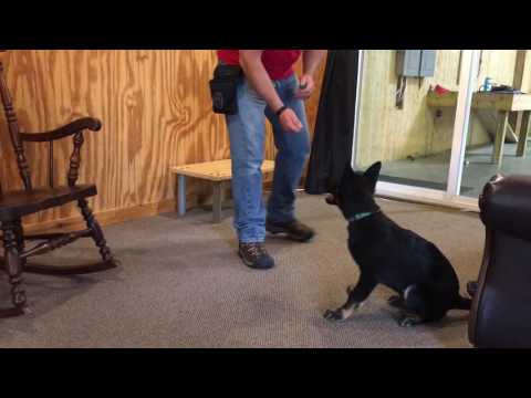 Professionally Trained German Shepherd Puppy Professionally Trained German Shepherd Puppy