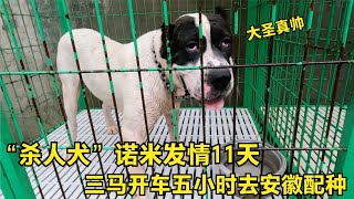 【姚三马】“杀人犬”诺米发情11天，三马开车五小时去安徽配种，看情况如何