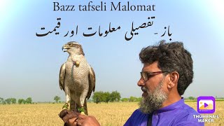 Goshawk’s- Bazz | description, price and important facts | Pakistani falconry