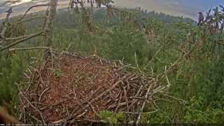 juras erglis 2015 09 05 08 06 30BlackbirdVisits