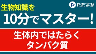 【生物 一問一答】生体内ではたらくタンパク質【第74講】*