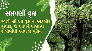 સપ્તપર્ણી | જાણી લો આ વૃક્ષ નાં અકસીર ફાયદા | Learn the benefits of this tree