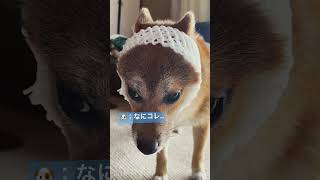 【柴犬】フルーツキャップ犬