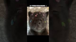 抖音消息已读 消息就不回！！！中华田园犬 发一张你家修勾的照片 小奶狗