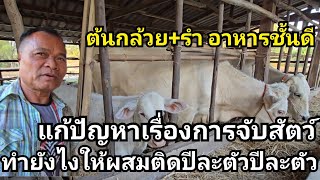 แก้ปัญหาการจับสัตว์วัว ทำยังไงให้ผสมติดปีละตัว วิธีง่ายๆ ต้นกล้วย+รำ อาหารชั้นดีไม่ต้องให้มีหัวอาหาร