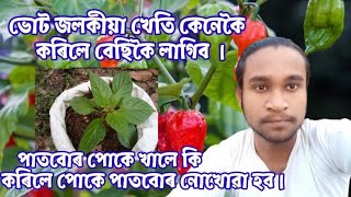 কম ঠাইত ভোট জলকীয়াৰ খেতি কেনেকৈ কৰিব // ভোট জলকীয়াৰ পাত পোকে খালে কি কৰিব লাগে //