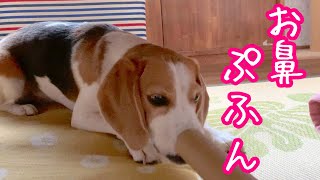 大好きなおもちゃを取られまいと逃げるビーグル犬さつき氏 Satsuki the Beagle