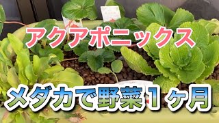 【アクアポニックス】メダカビオトープで野菜栽培1ヶ月が過ぎました