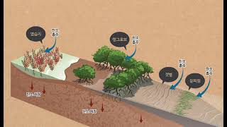 10_C4. 우리가 찾은 해법_블루 카본_kor