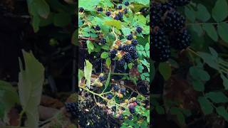 摘不完的野黑莓 wild blackberries everywhere #WashingtonState #黑莓 #blackberries 【绿水青山新泽西】