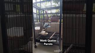 Monk Quaker Parrots Enjoying Their Bathing Time. Ganu \u0026 Sanu