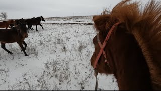 ШОК! ТАБУН ЛОШАДЕЙ ЗАГНАЛИ В ПОСЕЛОК- ИСТОЩЕННЫЕ И ОСЛАБЛЕННЫЕ ИЗ-ЗА СУРОВОЙ ЗИМЫ