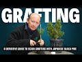 Grafting in bonsai: A definitive guide to scion grafting with Japanese Black Pine