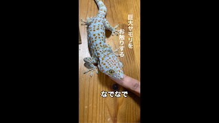 大きいヤモリを触ってみた！