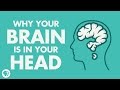 Why Your Brain Is In Your Head