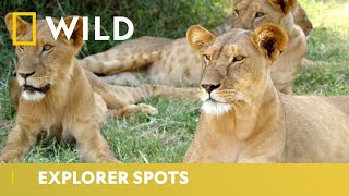 Living with Lions | Big Cat Week | National Geographic Wild UK