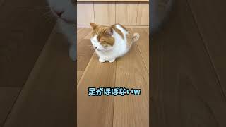 猫もアクビします【短足マンチカン】