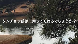 お正月イベント　岡山後楽園