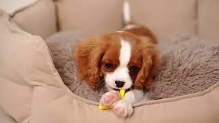 Caring for Your Cavalier King Charles Spaniel