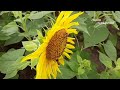 gundalpetta flower fields 🌻 ഗുണ്ടല്‍പേട്ടയിലെ പൂപ്പാടങ്ങൾ 🌻