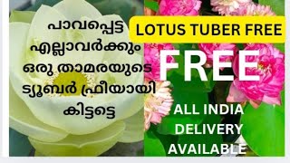 ഇനി പാവങ്ങളുടെ വീട്ടിലും താമര വിരിയും#lotus_petals