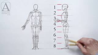 Human Figure Proportions - Anatomy Lesson for Artists